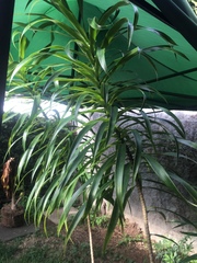 Dracaena angustifolia