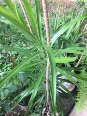 Dracaena angustifolia