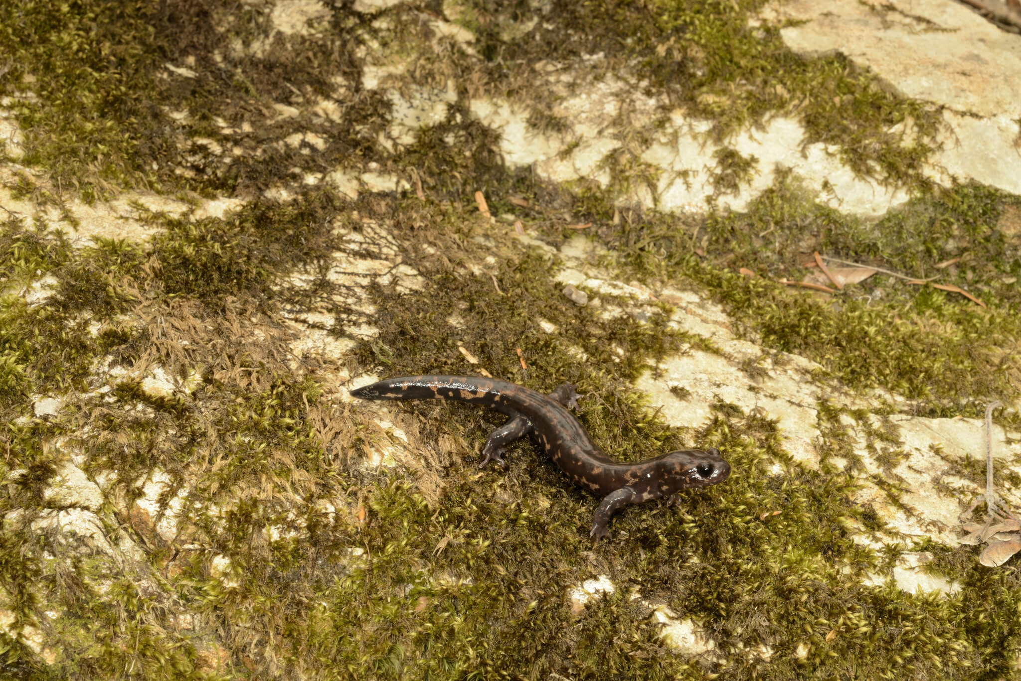 Iyoshima Salamander photo 2