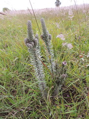 Sopubia lanata var. densiflora image