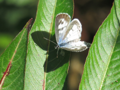 Leptotes cassius cassius
