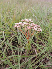 Crassula alba