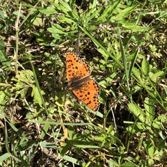 Melitaea didyma