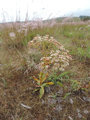 Crassula alba