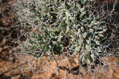 Tylecodon reticulatus