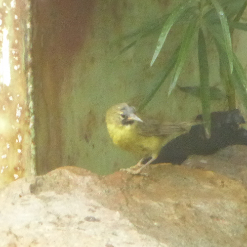 Orange-crowned Warbler