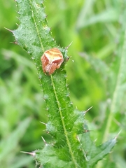 Araneus triguttatus