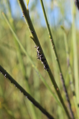 Aphis cytisorum cytisorum