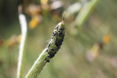 Aphis cytisorum cytisorum