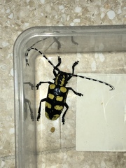 Anoplophora horsfieldii