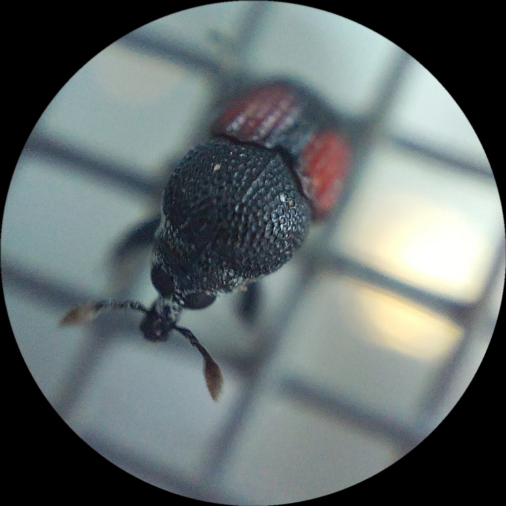 Laemosaccus clytrinoides