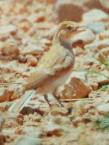 Bar-tailed Lark