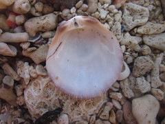 Spondylus squamosus