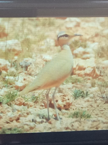 Cream-coloured Courser