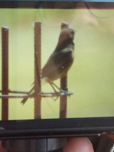 Black Wheatear