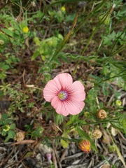 Linum pubescens