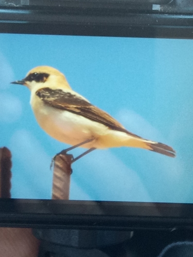 Western Black-eared Wheatear