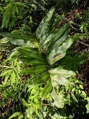 Acrostichum danaeifolium