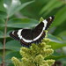 American White Admiral - Photo (c) Hans Ritter, some rights reserved (CC BY-NC), uploaded by Hans Ritter
