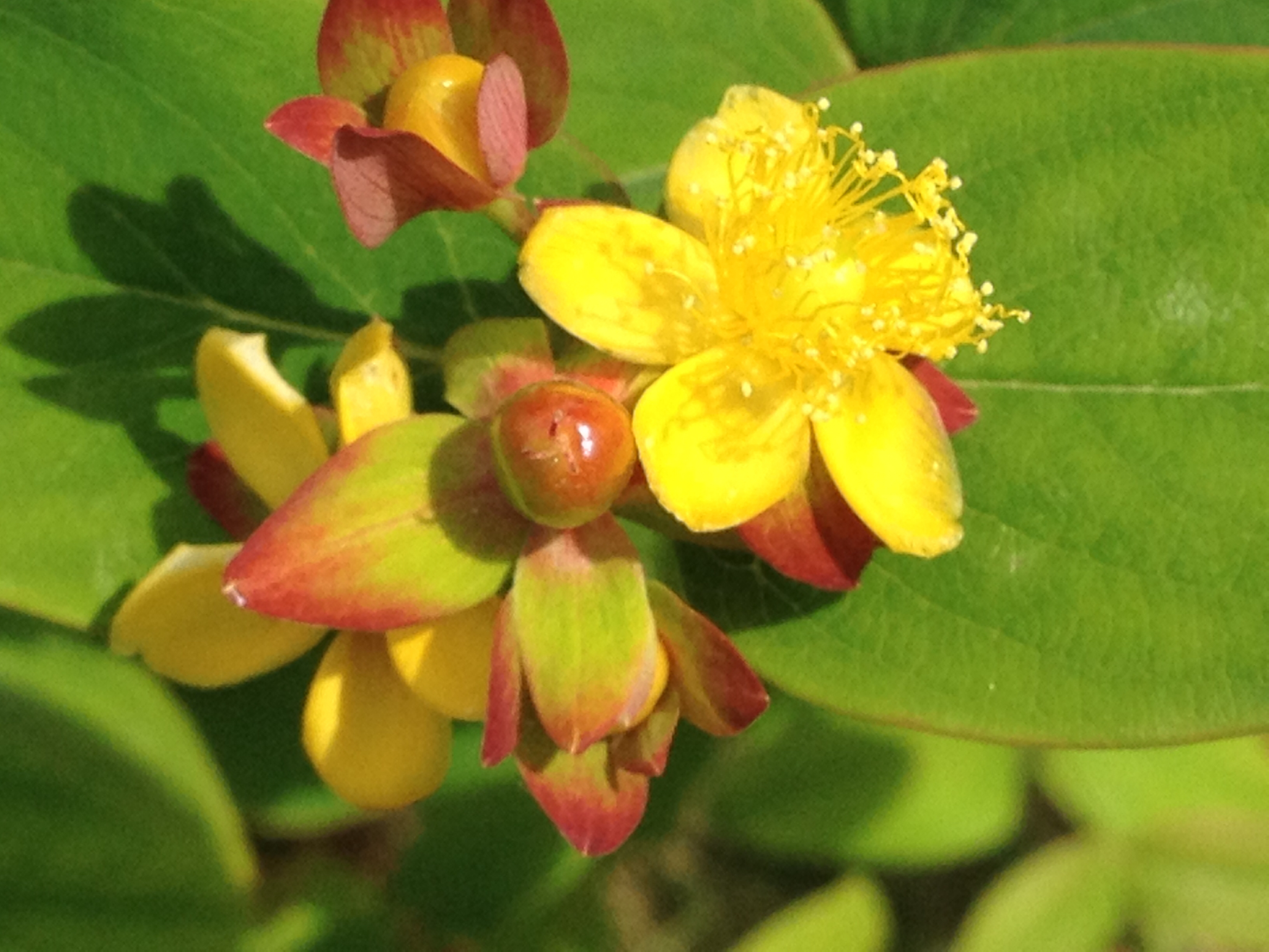 Hypericum androsaemum
