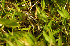 Trachylepis gravenhorstii