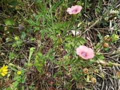 Linum pubescens