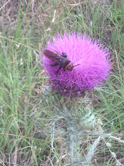 Megascolia maculata maculata