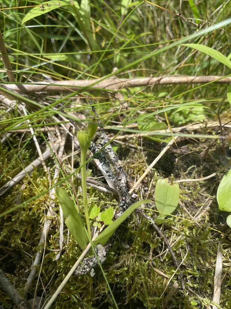 Liparis loeselii
