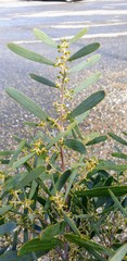 Acacia hakeoides