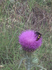Megascolia maculata maculata