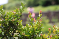Syzygium elliptifolium