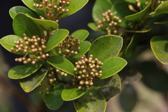 Syzygium elliptifolium