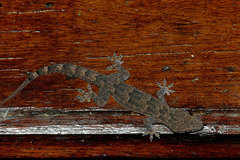 Hemidactylus mercatorius