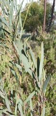 Acacia cupularis