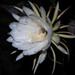 Epiphyllum oxypetalum - Photo (c) 葉子, μερικά δικαιώματα διατηρούνται (CC BY-NC), uploaded by 葉子
