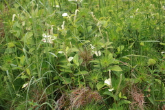 Saururus chinensis