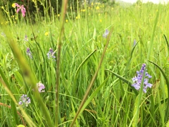 Scilla litardierei