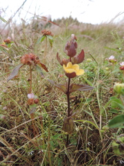 Alectra sessiliflora