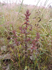 Alectra sessiliflora