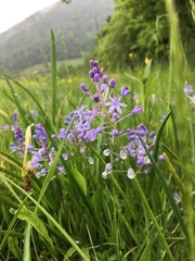 Scilla litardierei