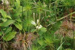 Saururus chinensis