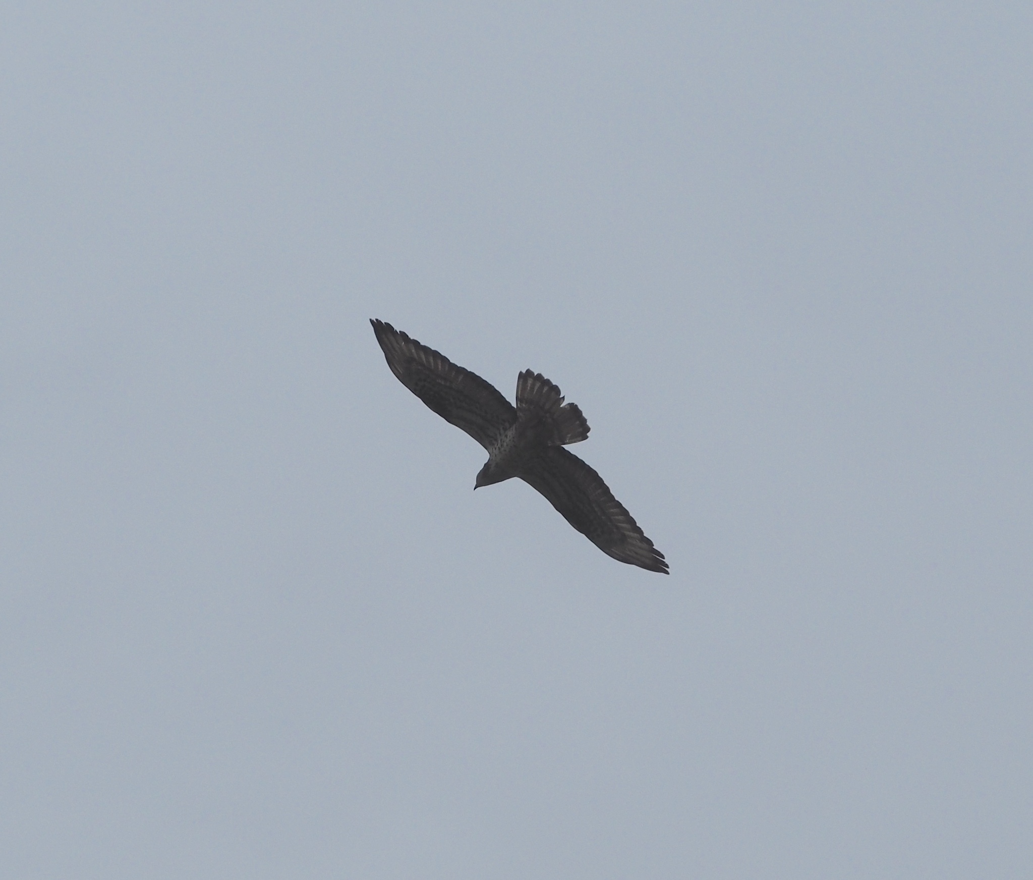 European Honey Buzzard