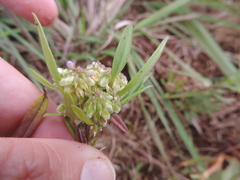 Polygala albida