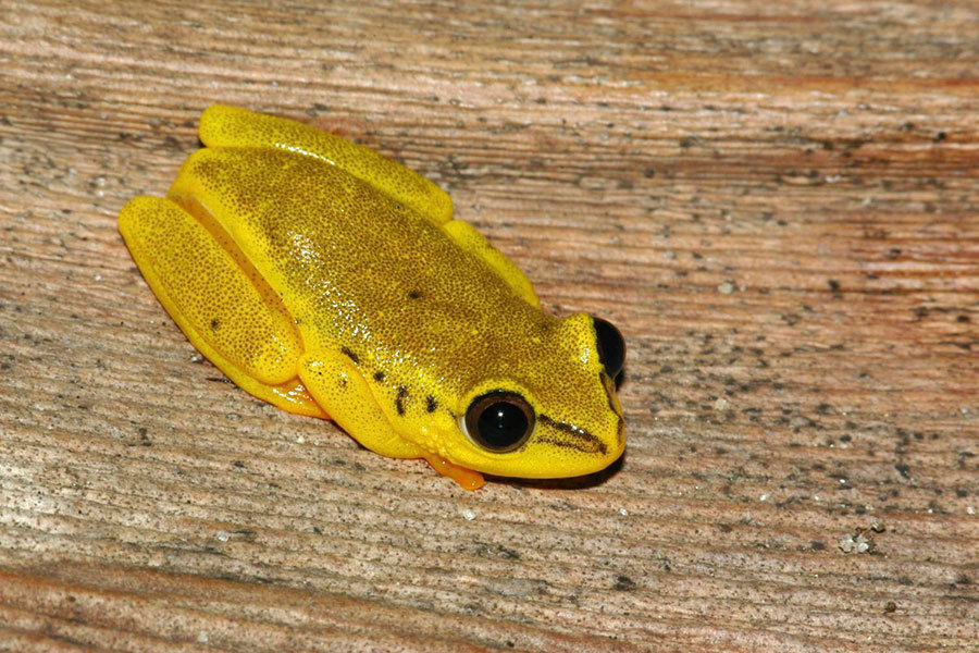 Madagascar Reed Frog