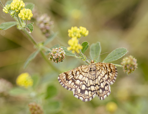 Chiasmia clathrata