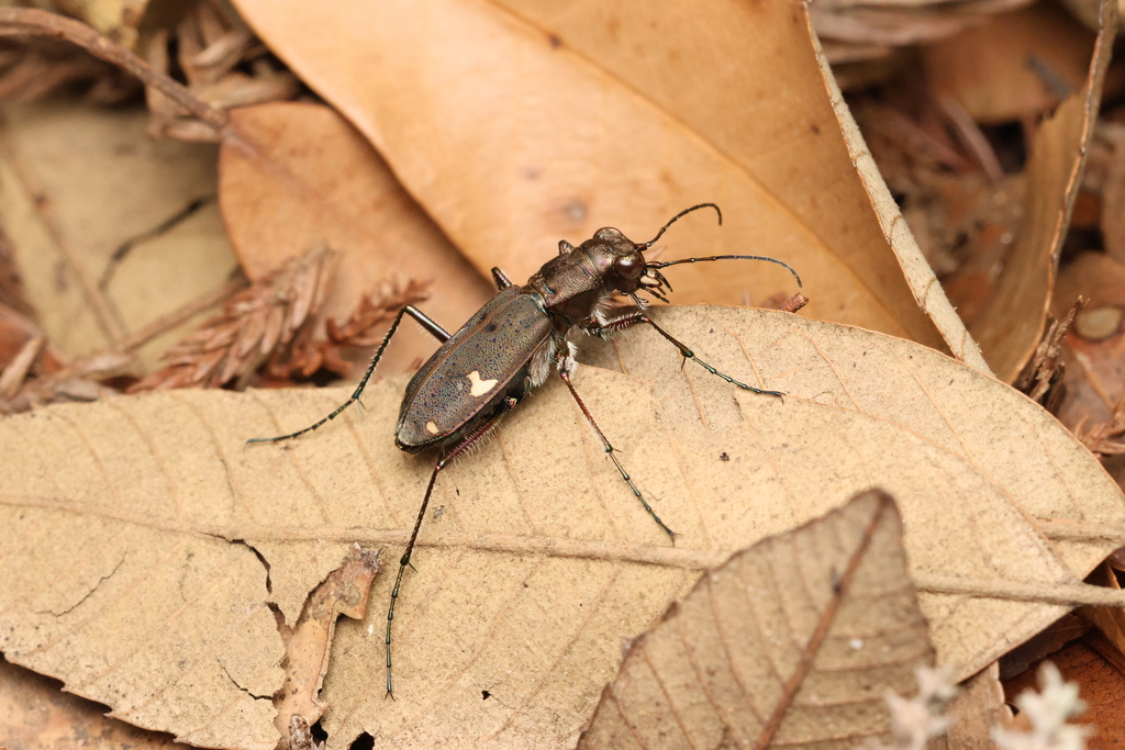 Cicindela japana
