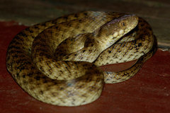 Madagascarophis colubrinus