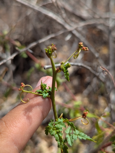 Image of Cardiospermum corindum by (c) Abraham Sánchez Romero, some rights reserved (CC BY)