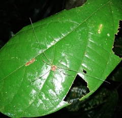 Sibambea