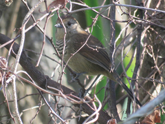 Thamnophilus ruficapillus